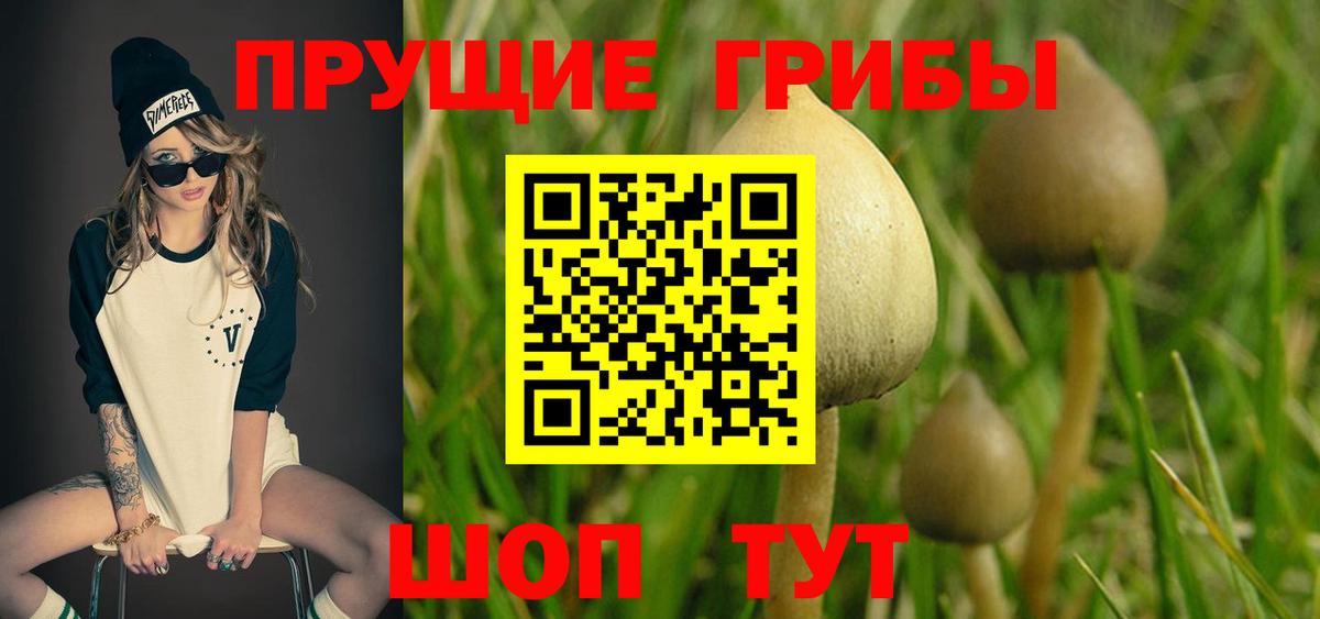 закладка  Вход с VPN  Фрязино  Псилоцибиновые грибы Psilocybine cubensis 